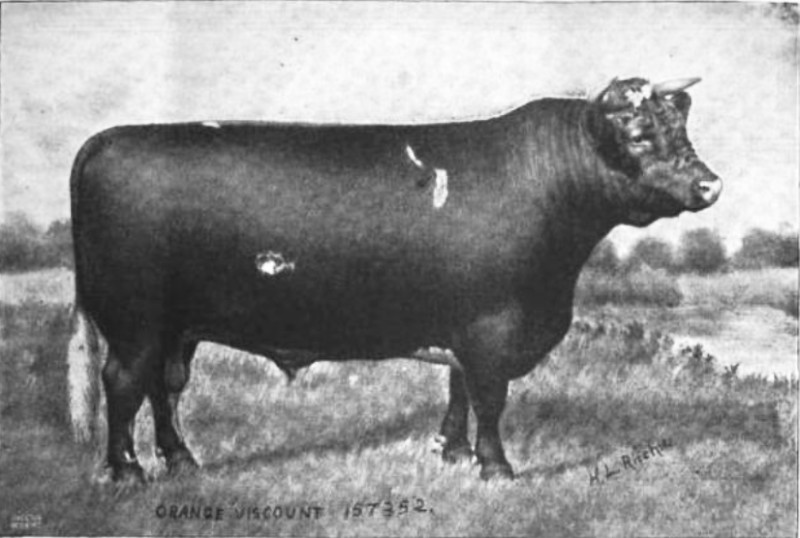 Short-horn cattle