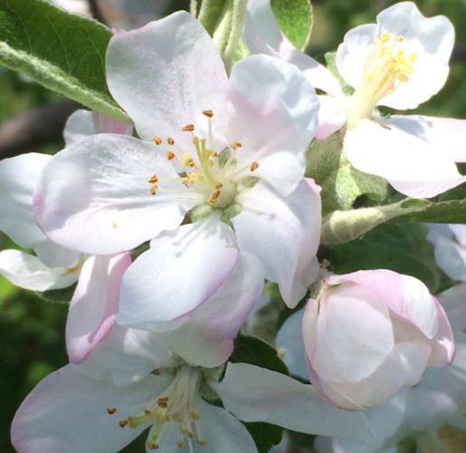 apple blossoms